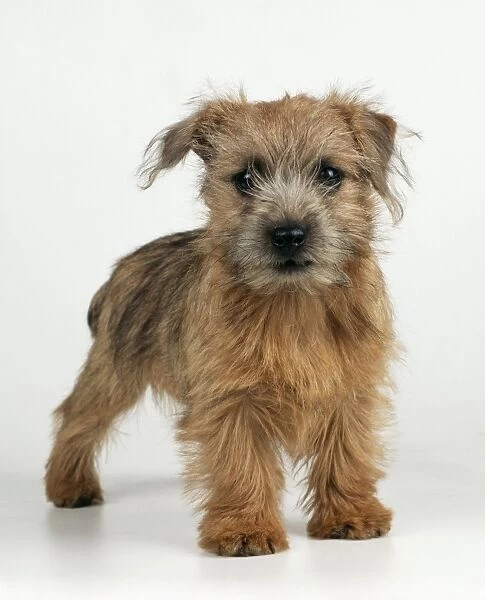 Norfolk Terrier Dog Puppy