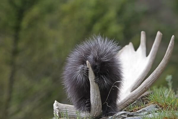 North American Porcupine - baby. Montana - USA