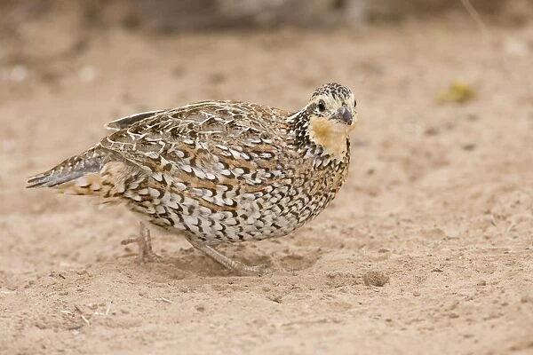 Northern Bobwhite - female, small Chicken -like bird of eastern US and Mexico. South Texas in March