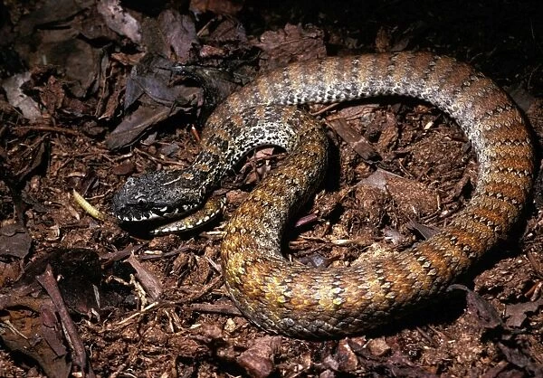 Northern death adder - wags its tail imitating grub or worm to lure prey