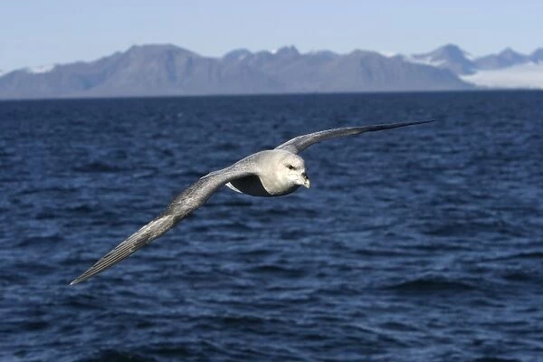 Northern Fulmar - in flight, at sea. Spitzbergen. Svalbard