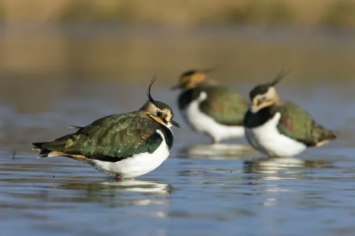 Framed Print : Northern Lapwing Print - Waterlevel Perspective Framed Print : Northern Lapwing Print - Waterlevel Perspective