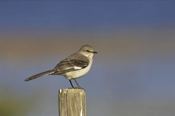 Northern Mockingbird - on fence post Lake Kissimee, florida, USA BI000984