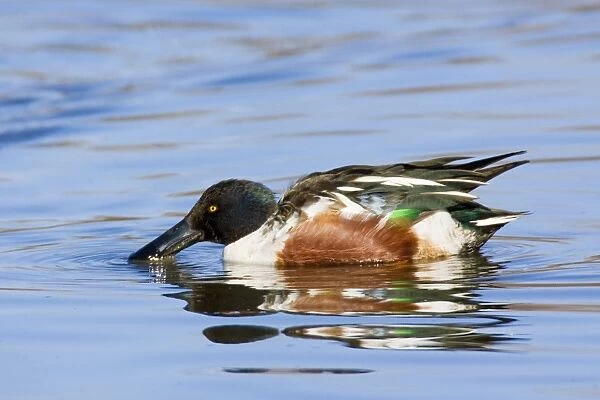 Northern Shoveler - male in winter. New Mexico in February