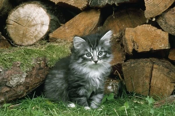 Norwegian Forest Cat - kitten by logs