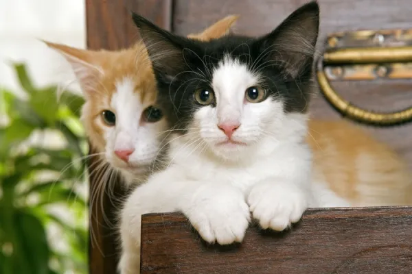 Norwegian Forest Cat - Kittens 2 months old