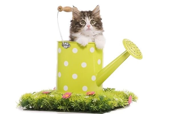 Norwegian Forest Cat  /  Norsk Skogkatt - 8 week old kitten in green and white spotted watering can on grass & flowers