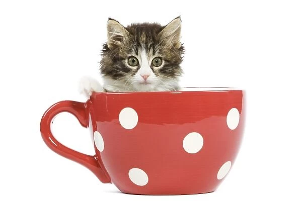 Norwegian Forest Cat  /  Norsk Skogkatt - 8 week old kitten in red & white spotted mug