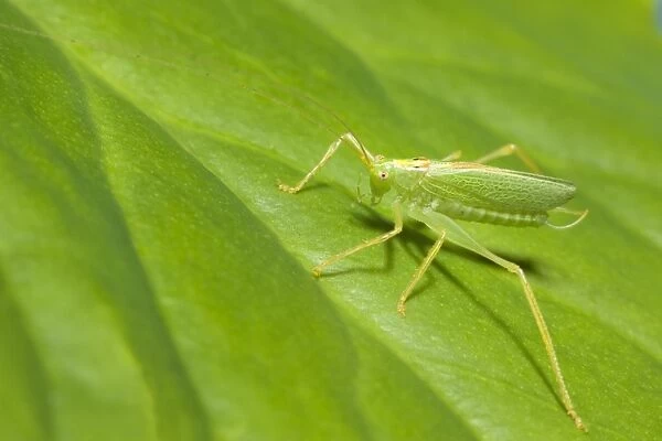 Oak Bush Cricket - Resting on Leaf Norfolk UK