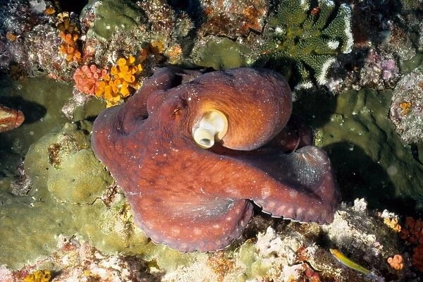 Octopus (Octopus cyanea). Richelieu Rock, Andaman Sea, Thailand