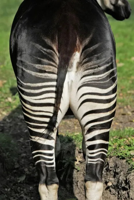Framed Print : Okapi Female Print - WAT-16615, Okapia johnstoni Framed Print : Okapi Female Print - WAT-16615, Okapia johnstoni