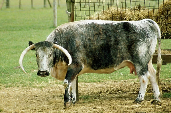 Old English Longhorn PM 3326 Ancient breed of cattle © Pat Morris  /  ARDEA LONDON