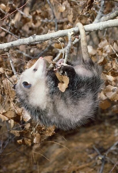 Opossum. CAN-832. Virginia OPOSSUM - hangs by feet and tail