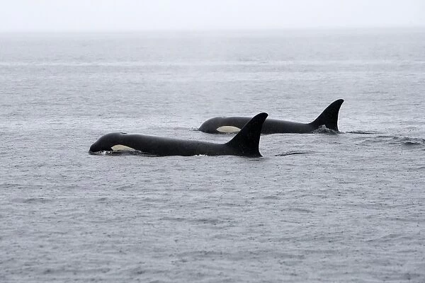Orca  /  Killer Whale - two in rain. Johnstone Strait - British Colombia - Canada