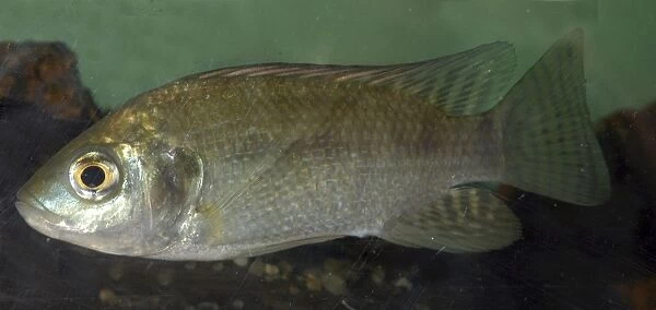 Oreochromis (Tilapia) niloticus Lake Victoria, Uganda, Africa