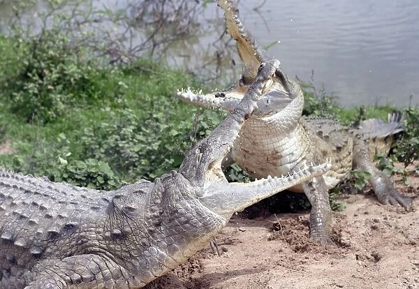 Orinoco crocodile - two fighting Hato El Frio, Venezuela