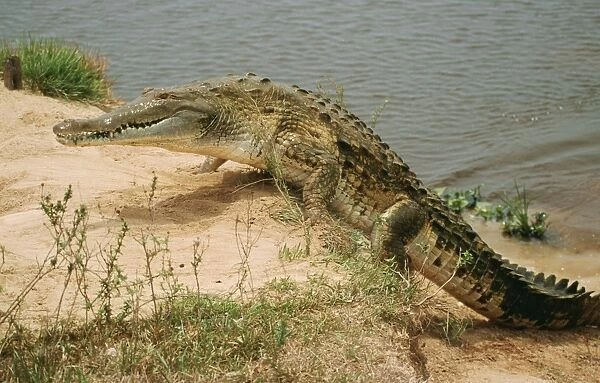 Orinoco Crocodile WAT6468 Crocodilus intermedius © M. Watson  /  ARDEA LONDON