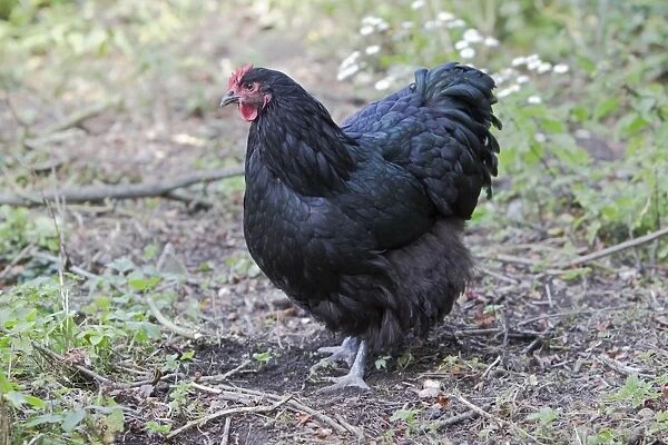 Orpington Black Domestic chicken breed Essex, UK BI021190