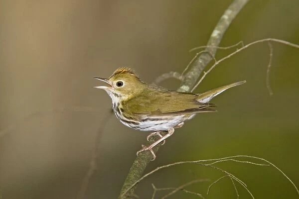 Ovenbird - Singing from branch - Connectucut - USA - June