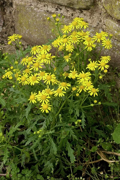 Oxford ragwort ( Senecio squalidus) - a widespread naturalised weed