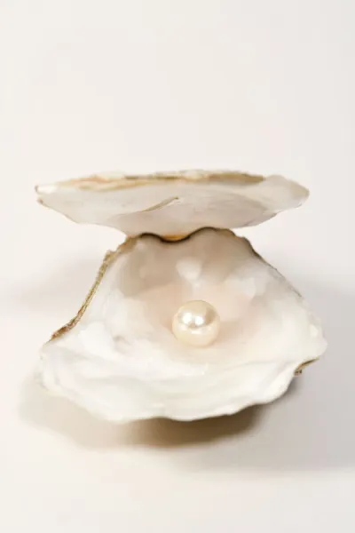 Oyster Shell With artificial pearl