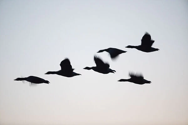P2A4669. Greylag goose - silhouette of birds flying at dusk