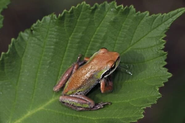 Pacific Chorus Frog - Oregon - USA