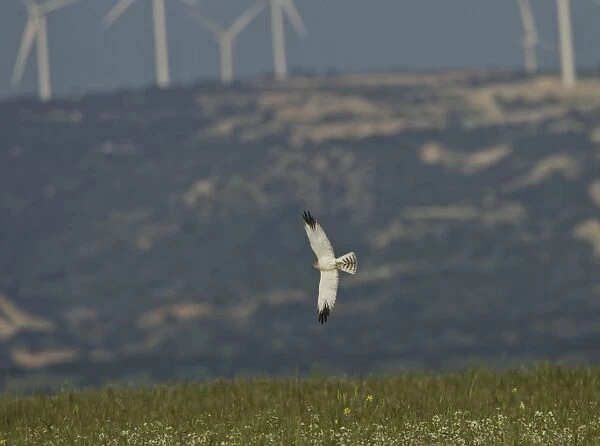 Pallid Harrier - male in flight - Southern Cyprus - April