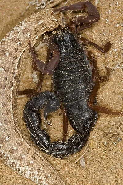 Parabuthus Scorpion - Eating a Sidewinder, after kiliing and dragging it into the undergrowth - Namib Desert - Namibia - Africa