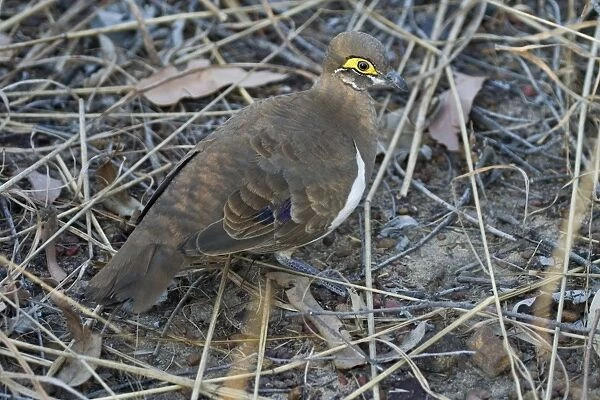 Partridge Pigeon Kimberley subspecies This race which has the orbital skin a deep yellow is restricted to the far north of the Kimberley where it inhabits cleared areas with short grasses