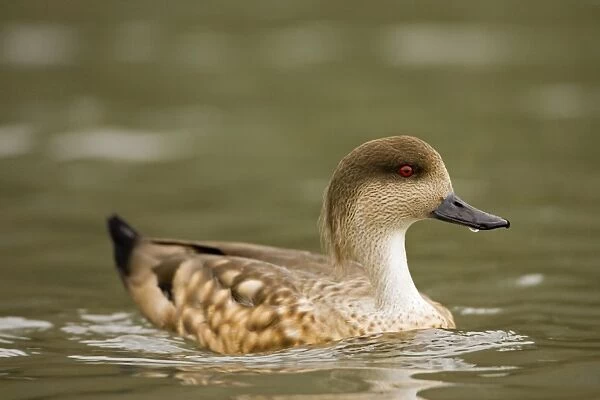 Patagonian Crested Duck On the water South America