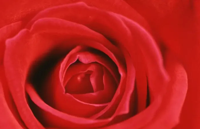 Framed Print : Heart of a Red Rose Print