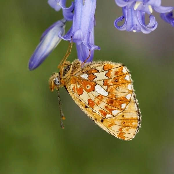 Pearl Bordered Fritillary Butterfly - on bluebell - Cornwall - UK
