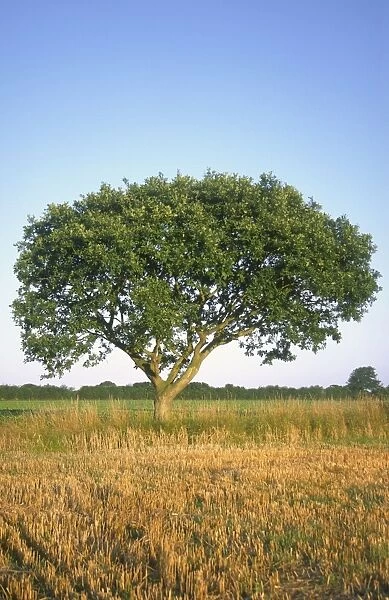 Pedunculate Oak Tree - On field border Norfolk UK