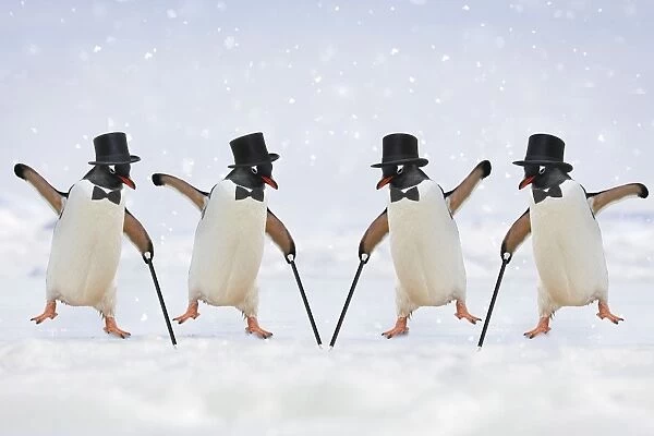 Penguins dancing wearing top hats & holding canes Penguins #10532996