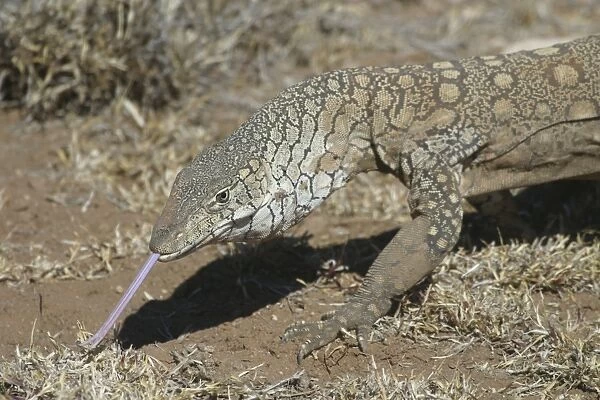 Perentie Goanna  /  Perenty Monitor Lizard Sticking tongue out Aboriginal delicacy The Gardens Road, 80km nth of Alice Springs, Nthn Territory, Australia