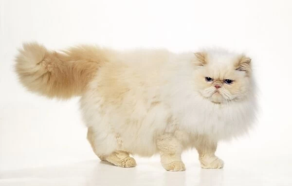 Persian Cream Point Himalayan Cat