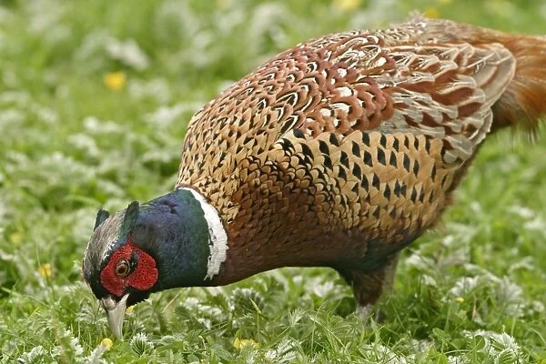 Pheasant - Cock feeding in meadow close up. Bedfordshire UK 029