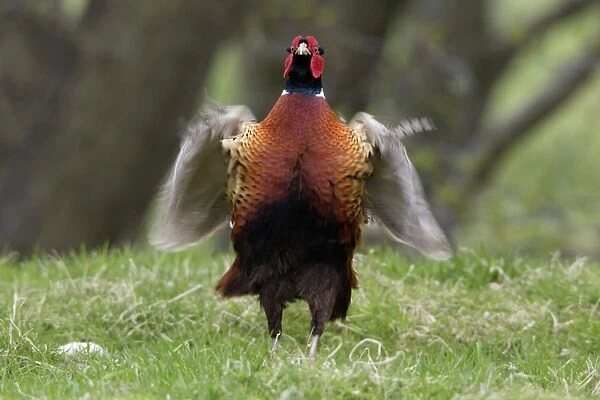 Pheasant - Cock whirring wings after crowing, Northumberland, England