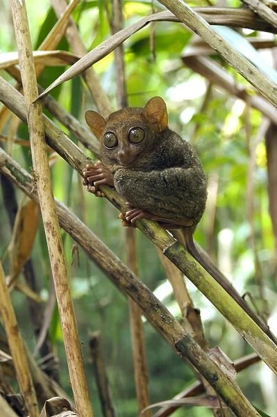 Philippine Tarsier rests during a day in bamboo undergrowth of a dense secondary tropical rainforest near PTFI (Philippine Tarsier Foundation Incorporated) Tarsier Research and Development Centre in Corella, Bohol, Philippines; typical