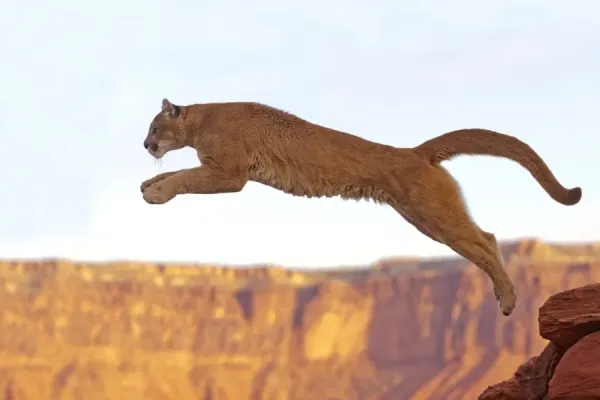 Puma concolor Print Mountain Lion (Picture Art