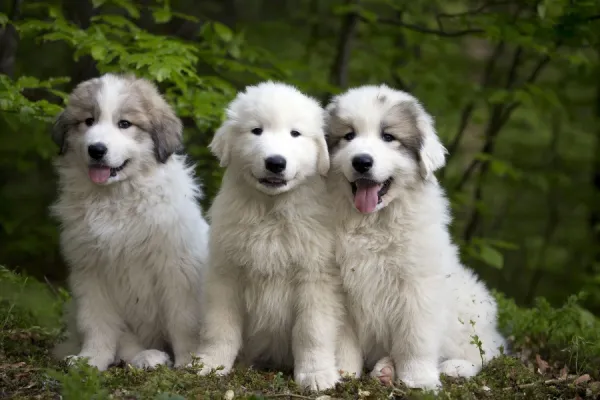 Pyrenean mountain store dog puppy