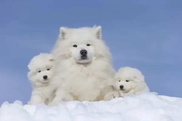 Samoyed Dogs in Winter Art Prints, Posters Puzzles