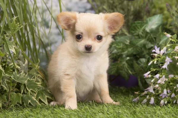 Long haired chihuahua deals puppies for sale