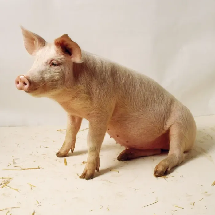 Framed Print : Pig Print - Studio Seated Framed Print : Pig Print - Studio Seated