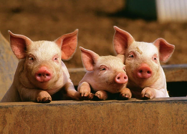 Pig x 3 piglets