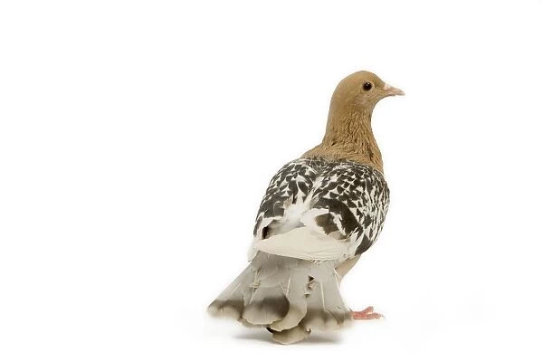 Pigeon - Nuremberg Lark