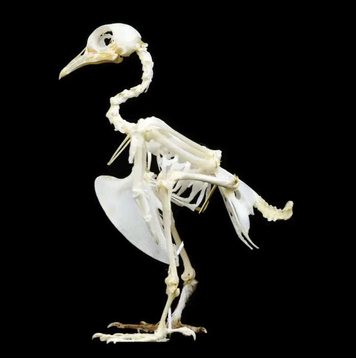 Framed Print : Pigeon Skeleton Print from Ardea Framed Print : Pigeon Skeleton Print from Ardea