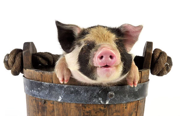 Piglets. 2 week old Kune Kune piglet in bucket