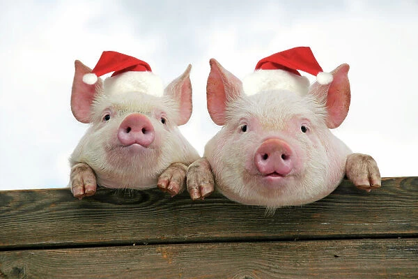 PIGS. Piglets looking over door - wearing Christmas hats. Digital Manipulation: JD hats